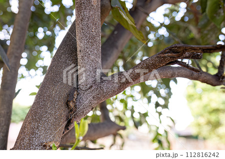 Citrus Snow Scale Insect 112816242