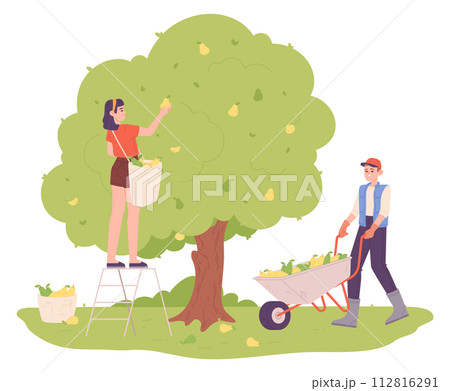 Gardeners harvesting pears from tree. Fruit season 112816291