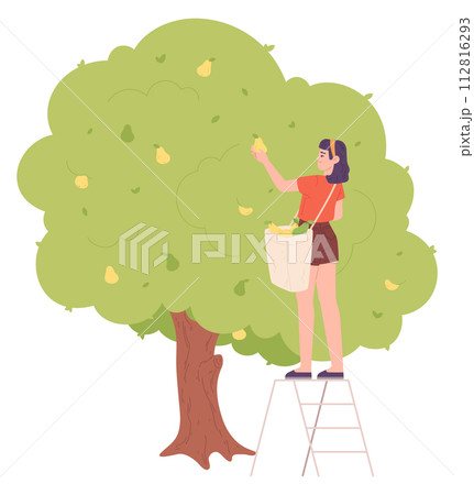 Young woman harvest pears. Person standing on ladder 112816293