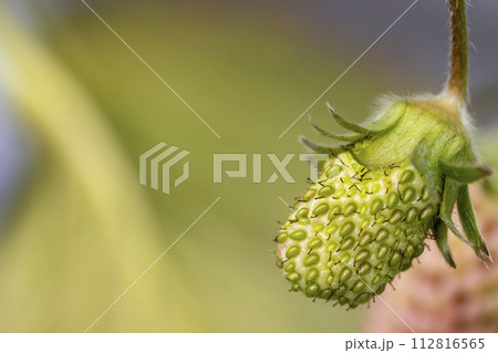 ビニールハウスの大きくなり始めた緑色のいちご 112816565