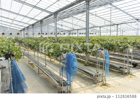 苺を育てているビニールハウス 112816588
