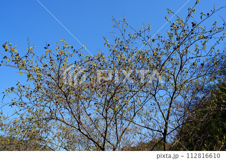 ヤシャブシの花 112816610