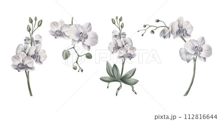 Set of white orchid flower Tropical plants,orchid branch with leaves, buds and roots.watercolor illustration, greeting card frame border flowers for wedding stationery, background, postcard. 112816644