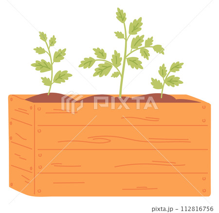 Seedling growing in wooden box. Gardening soil pot Seedling growing in wooden box. Gardening soil pot 112816756