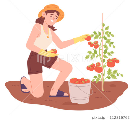 Happy female farmer harvest tomatoes from plant 112816762