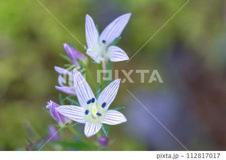 センブリ センブリ 112817017