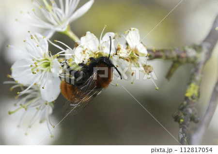 Colorful closeup on a red fluffy female Tawnu mining bee, Andrena fulva drinking nectar from a white flowering Blackthorn 112817054