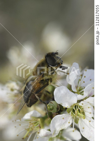 Vertical soft closeup on a drone fly, Eristalis pertinax sitting on a white blossoming Blackthorn 112817055