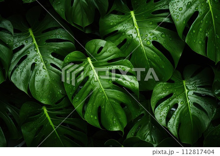 Background of monstera leaves with water drops 112817404