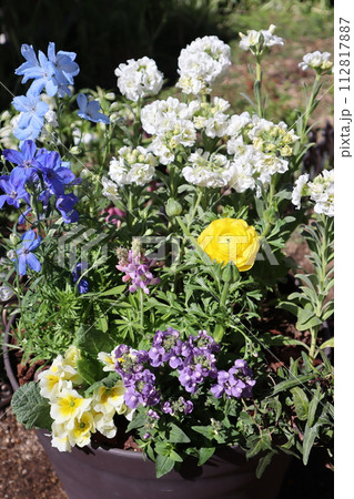 プランターに植えた春の花々 112817887