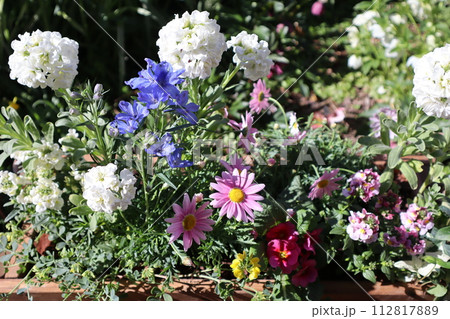 春のカラフルな花の寄せ植え 112817889