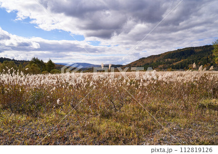 北海道 四季彩街道のススキ野原 北海道 四季彩街道のススキ野原 112819126