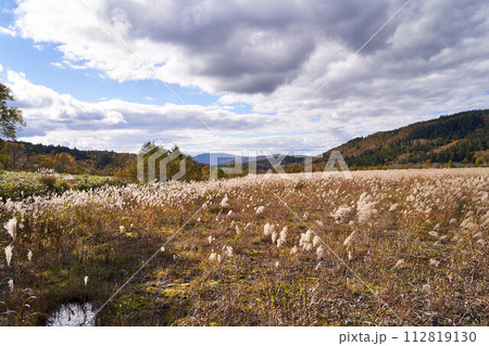 北海道　四季彩街道のススキ野原 112819130