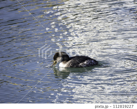 蟹を捕えたアカエリカイツブリ 112819227