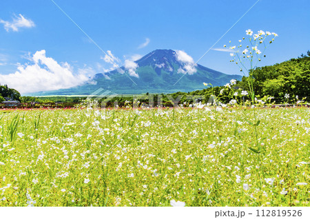 富士山と花畑　～山中湖花の都公園～ 112819526