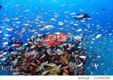 ゼロ戦の守護者 ゼロ戦の守護者 112820260