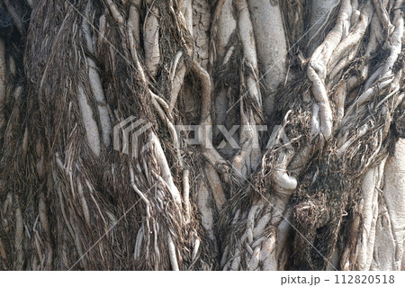 Bodhi tree root background 112820518