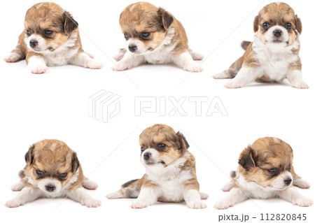 Chihuahua puppy, longhaired on white backgroud, close-up. 112820845
