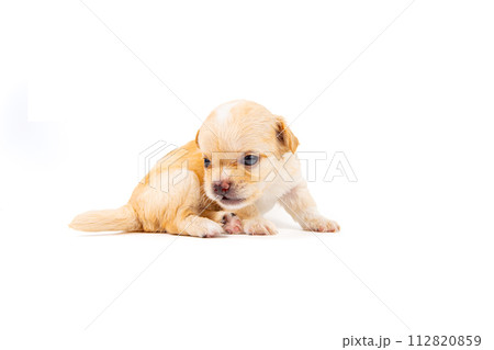 Chihuahua puppy, longhaired on white backgroud, close-up. Chihuahua puppy, longhaired on white backgroud, close-up. 112820859