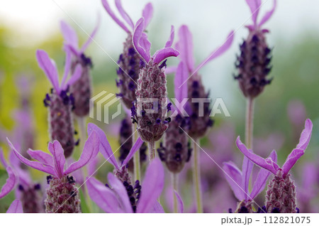 フレンチラベンダー ストエカス系 エイボンビュー(アボンビュー)という品種 フレンチラベンダー ストエカス系 エイボンビュー(アボンビュー)という品種 112821075