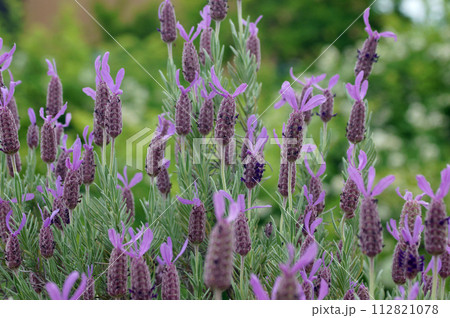 フレンチラベンダー ストエカス系 エイボンビュー(アボンビュー)という品種 フレンチラベンダー ストエカス系 エイボンビュー(アボンビュー)という品種 112821078
