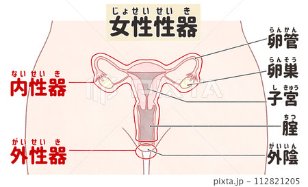 人体の子宮と卵巣の模型、女性の生殖器官の模型、女性の生殖