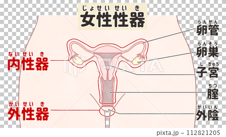 Structure and names of female reproductive organs: Easy-to-understand Japanese illustrations 112821205