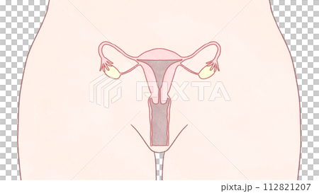 女性生殖器官的構成 簡單易懂的圖解 女性生殖器官的構成 簡單易懂的圖解 112821207