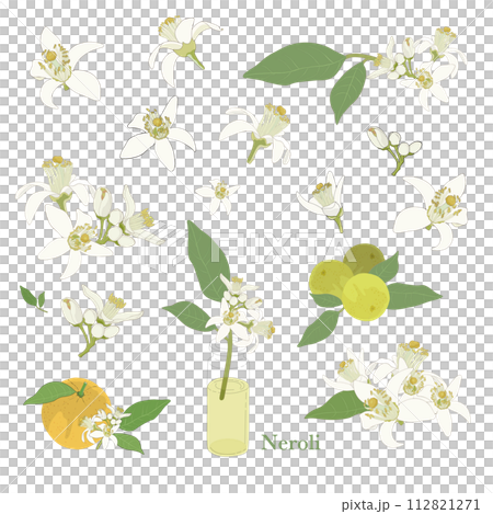 ネロリのイラスト・精油&アロマ ネロリのイラスト・精油&アロマ 112821271