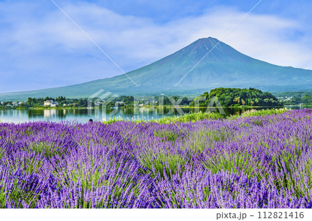 富士山とラベンダー ~河口湖大石公園~ 富士山とラベンダー ~河口湖大石公園~ 112821416