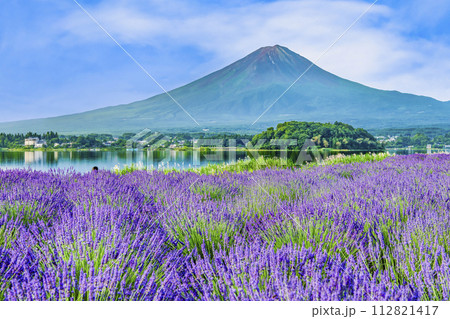 富士山とラベンダー　～河口湖大石公園～ 112821417
