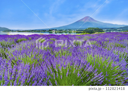 富士山とラベンダー ~河口湖大石公園~ 富士山とラベンダー ~河口湖大石公園~ 112821418