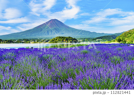 富士山とラベンダー ~河口湖大石公園~ 富士山とラベンダー ~河口湖大石公園~ 112821441