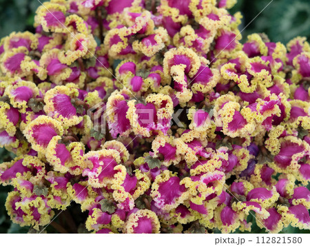 鉢植えのシクラメン 112821580