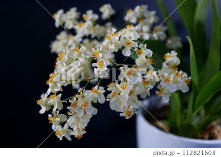 オンシジウム20240206 112821603