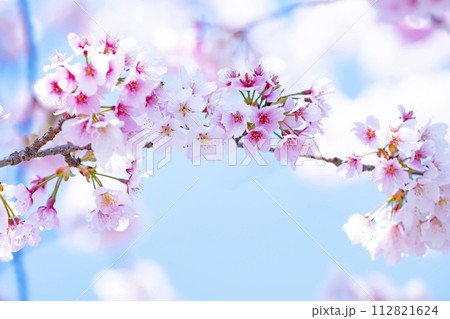 青空バックの桜 青空バックの桜 112821624