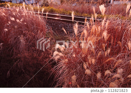 ローカル線・ススキと夕日に輝く単線の鉄路 112821823
