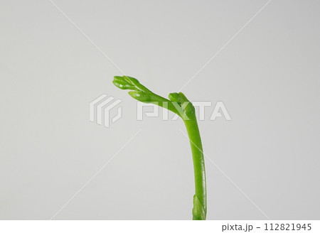 胡蝶蘭の花芽20240201 112821945