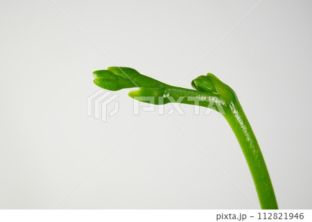 胡蝶蘭の花芽20240202 112821946