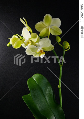 胡蝶蘭の花芽20240203 胡蝶蘭の花芽20240203 112821993