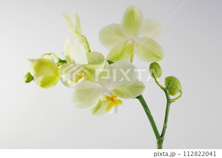 胡蝶蘭の花芽20240210 胡蝶蘭の花芽20240210 112822041