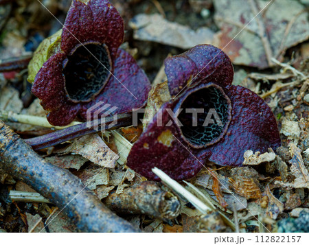 ウマノスズクサ科ゼニバサイシンの紫色の花 ウマノスズクサ科ゼニバサイシンの紫色の花 112822157