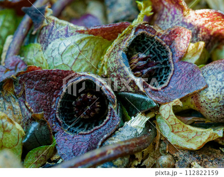 ウマノスズクサ科ゼニバサイシンの紫色の花 112822159