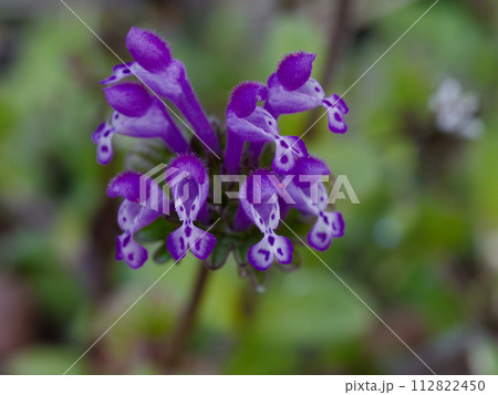 シソ科一年草ホトケノザの開花 112822450