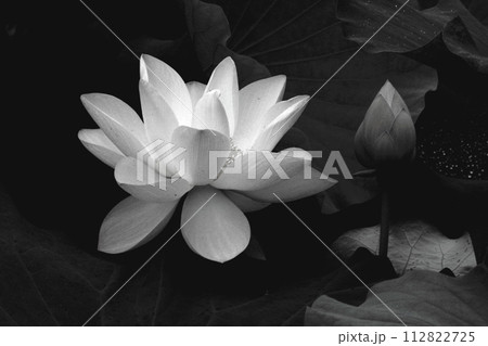 暗黒に浮かぶ白い蓮の花 112822725