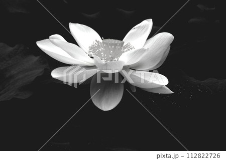 暗黒に浮かぶ白い蓮の花 112822726