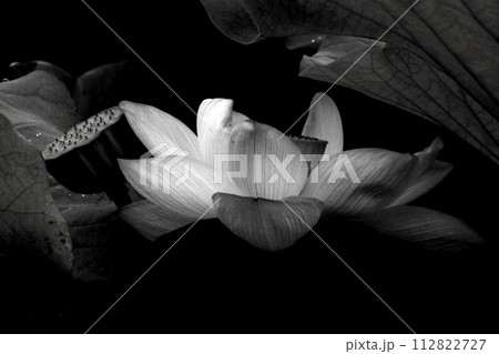 暗黒に浮かぶ白い蓮の花 112822727