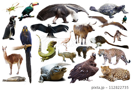 Fauna of South America set Fauna of South America set 112822735
