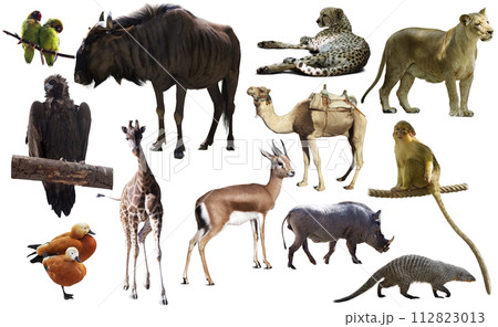 Collage with African mammals and birds Collage with African mammals and birds 112823013