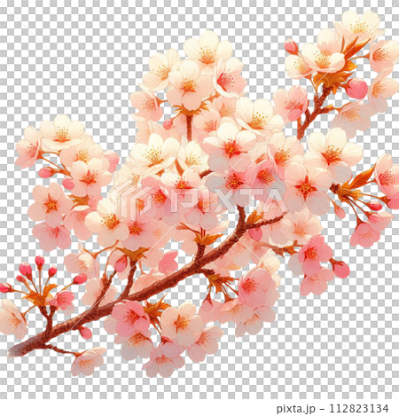 Illustration of cherry blossoms drawn in watercolor 112823134